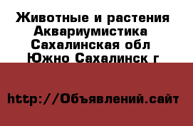 Животные и растения Аквариумистика. Сахалинская обл.,Южно-Сахалинск г.